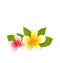 Pink and yellow frangipani (plumeria), exotic flowers isolated