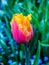 Pink-Yellow Fringe tulip