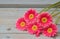 Pink yellow gerbera daisies in a border row on grey old wooden shelves background with empty copy space