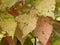 Pink, yellow and green leaves of variegated Coleus plant