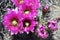 Pink and Yellow Hedgehog cactus floswers