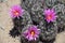 Pink and Yellow Hedgehog cactus floswers