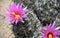 Pink and Yellow Hedgehog cactus floswers