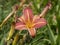 Pink and yellow Hemerocallis daylily flower, variety Neyron Rose