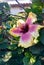 Pink and Yellow Hibiscus Flower