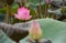 Pink and yellow lotus blooming in water park bangkok Thailand ,soft blur foreground