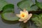 A pink yellow lotus on water background