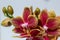 Pink and yellow miniature moth orchid blooms with white background