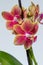 Pink and yellow miniature moth orchid blooms with white background