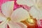 Pink yellow and off-white flower Christmas background white gold hibiscus flowers and white tinsel