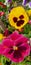 Pink and yellow petunias