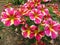 Pink and Yellow Petunias in the Garden in Spring