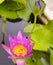 Pink, yellow, pink lotuses and bees eat lotus pollen in full bloom in Chatuchak Park pond Bangkok, Thailand