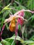 Pink And Yellow Slipper Orchid