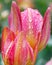 Pink and yellow tulip detail