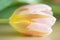 Pink and yellow tulip head with green leaves in soft-focus