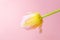 Pink-yellow tulip on a pink background.