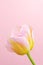 Pink-yellow tulip on a pink background.