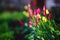 Pink and yellow tulips lawn. Blooming flowers on blurred background