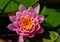 Pink and yellow water lily closeup. green leaves floating on water