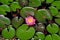 Pink and yellow water lily flower and green lily pads