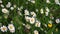 Pink, yellow and white flowers in the field. No movement.