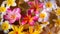 Pink yellow and white frangipani flowers in a bowl of water