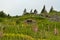 Pink and yellow wildflower field with root cellar built into slope