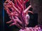 Pink zebra-snout or Barbour`s seahorse Hippocampus barbouri with pink coral in aquarium