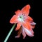 Pink zephyr flower isolated on black closeup