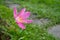 Pink Zephyranthes Carinata flower