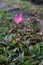 Pink Zephyranthes Carinata flowers with rain drops