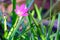 Pink Zephyranthes flower
