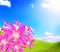 Pink zephyranthes flower and blue sky and sunshine
