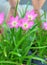 Pink zephyranthes flowers and green leaves background