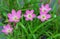 Pink zephyranthes flowers and green leaves background