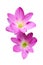 Pink zephyranthes flowers. Rain Lily