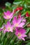 Pink zephyranthes flowers. Rain Lily