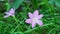 Pink zephyranthes grandiflora