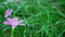 Pink zephyranthes grandiflora