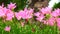 Pink zephyranthes grandiflora with the wind blows all the time