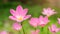 Pink Zephyranthes Lily flower in a garden