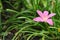 Pink zephyranthes lily flower in the garden