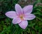 Pink zephyranthes rain lily top view full bloom flower