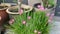 Pink zephyranthes rosea lindl growing on the pot.