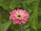 Pink Zinnia