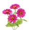 Pink zinnia