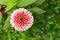 Pink Zinnia Bright colors attract insects.