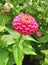 Pink Zinnia Dahlia flower in bloom