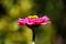 Pink Zinnia is elegantly bathed in the sunshine of a summer day.